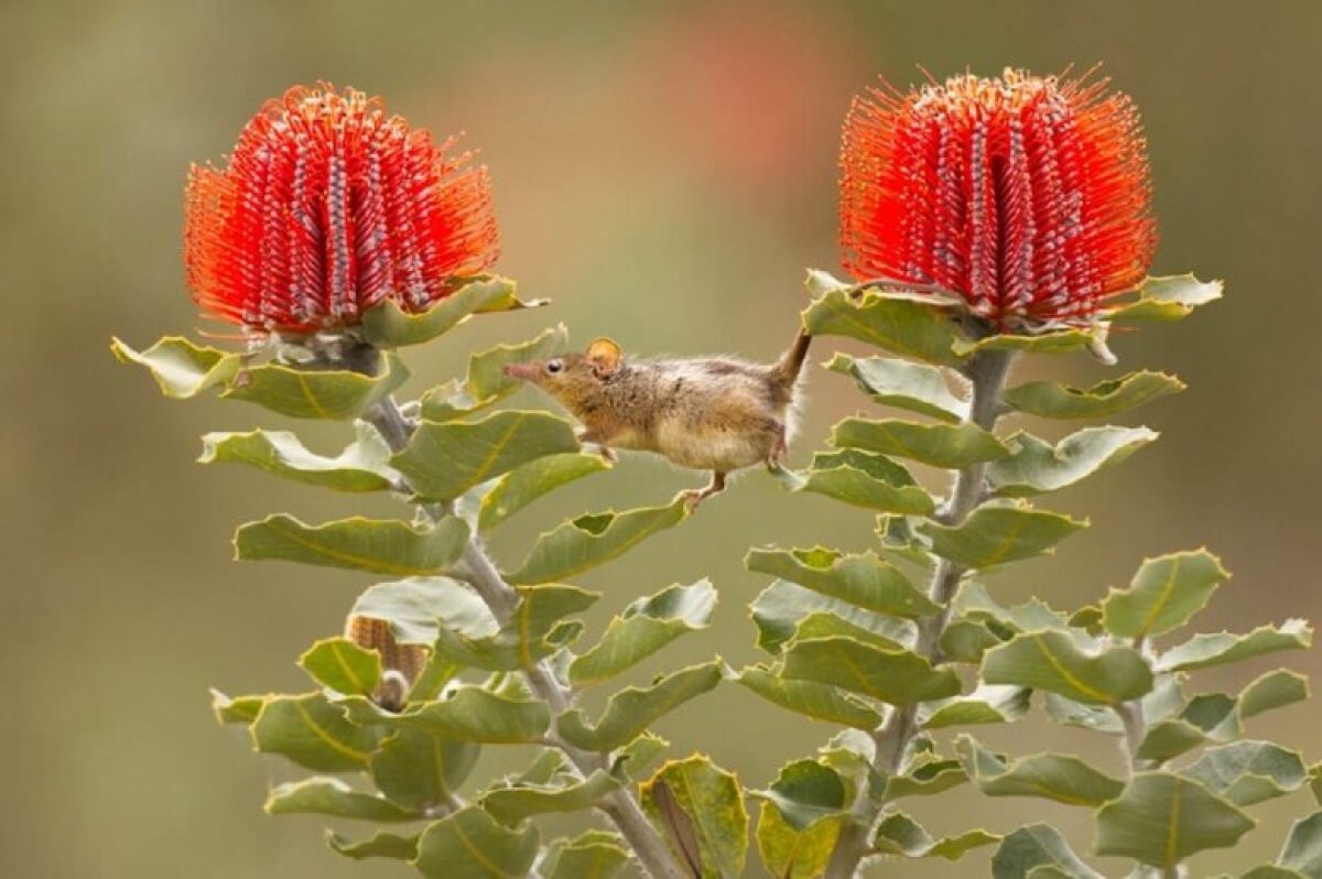 Əyləncəli heyvanlar...