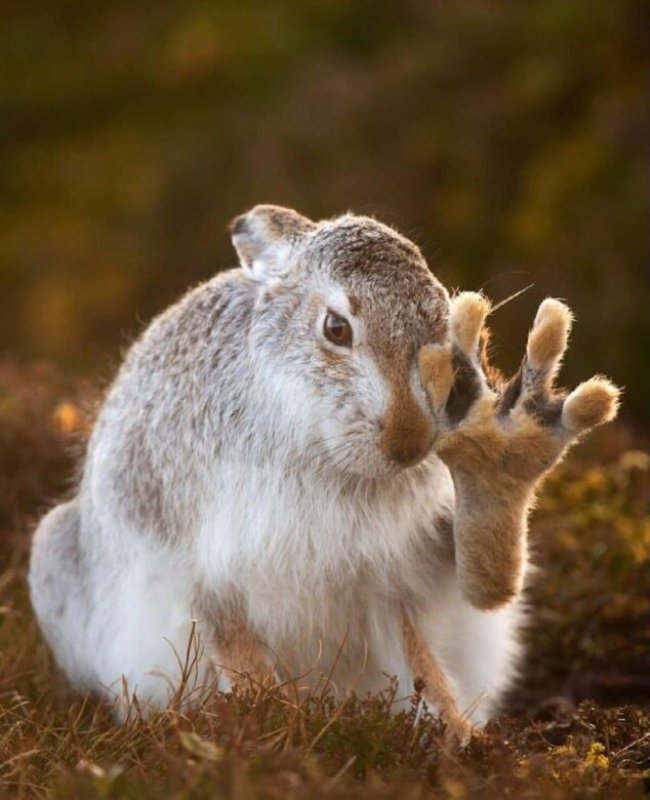 Əyləncəli heyvanlar...