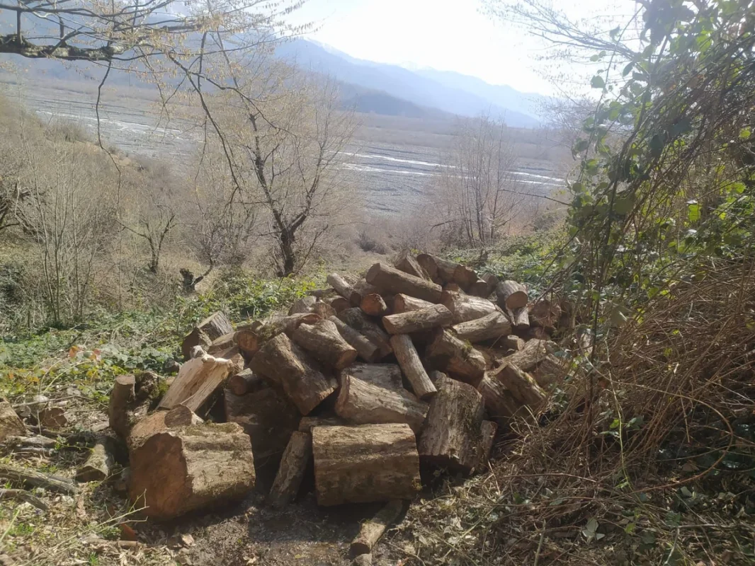 Ağacları kəsən şəxsə cinayət işi açılıb