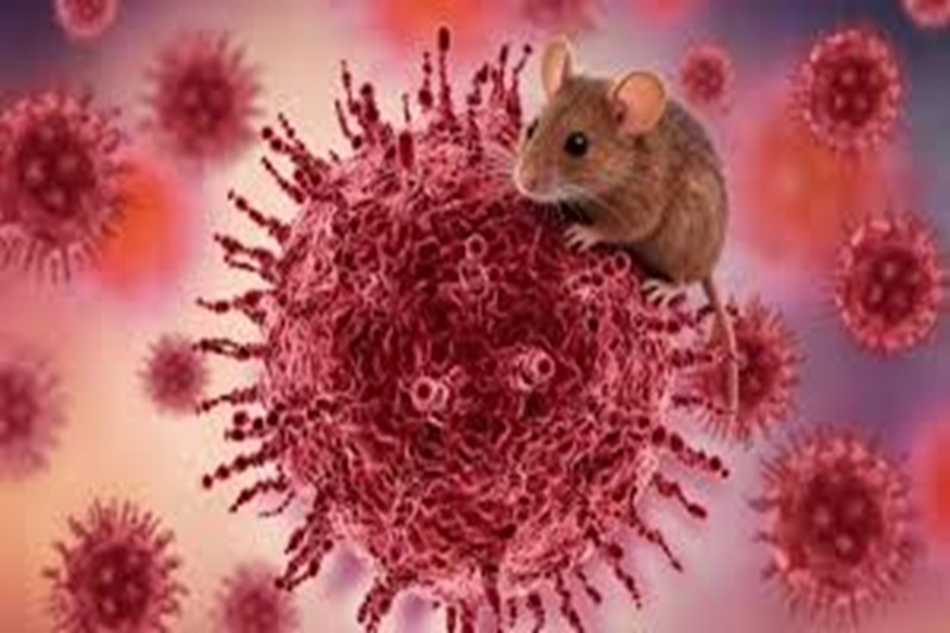  Hantavirus təhlükəsi: ABŞ-da fövqəladə vəziyyət elan olunub