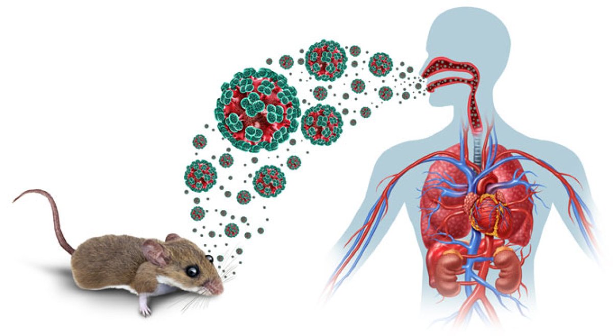 Doqquz nəfərdə hantavirus aşkar edilib
