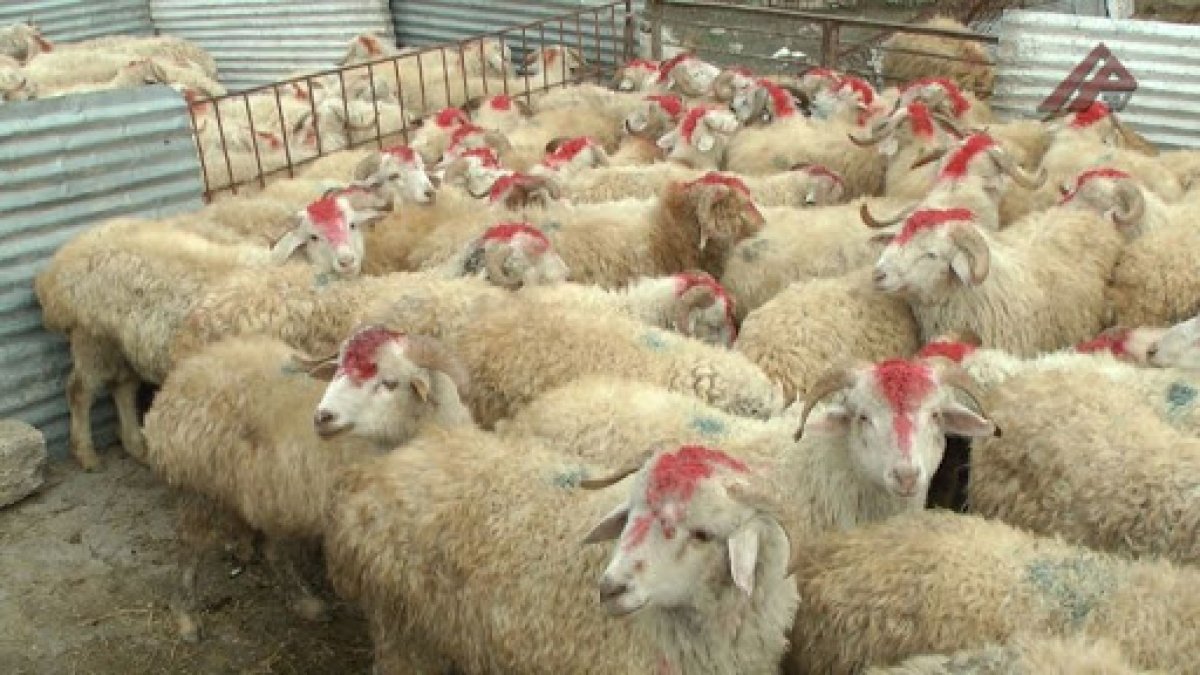 Bu gün Qurban bayramıdır