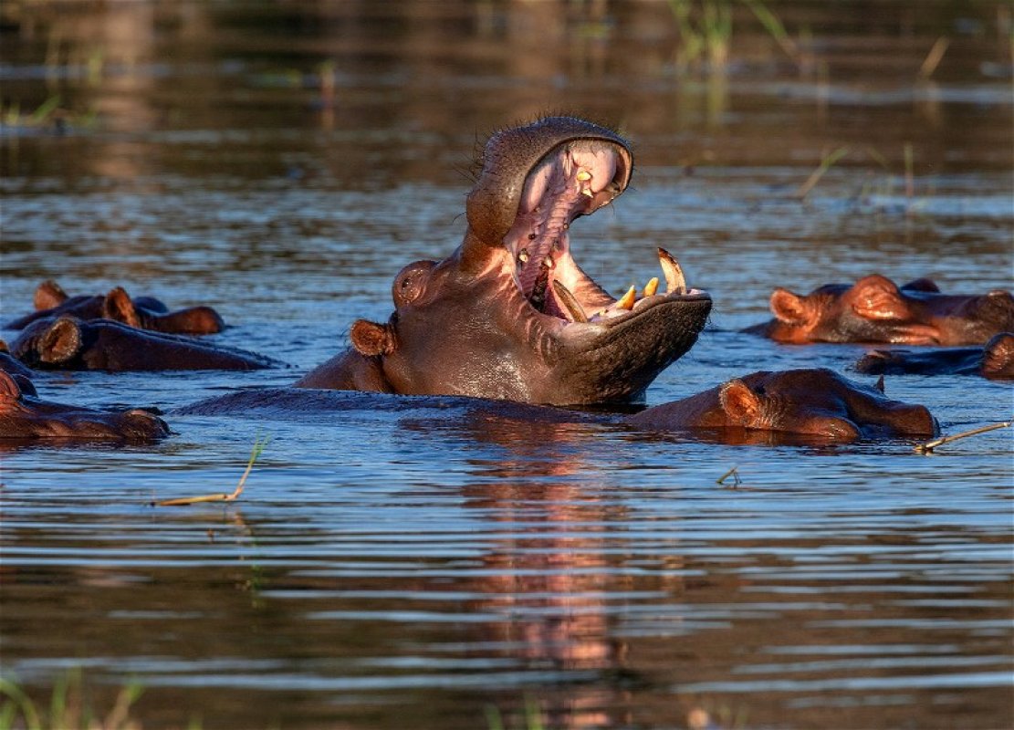Eskobarın 80 "kokain nəhəngini" evtanaziya edəcəklər 